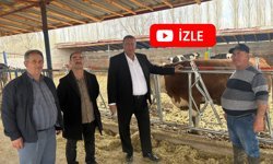 Artan Maliyetler Süt Üreticisini Bitiriyor