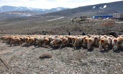 Yağışlar Meraları Canlandırdı, Besicinin Umudu Arttı