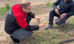 Bor’da kuşkonmaz hasadı başladı