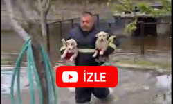 Selde Mahsur Kalan Köpekleri 112 Acil Ekibi Kurtardı