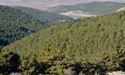 Niğde’de Ormanlara Girişler Yasaklandı
