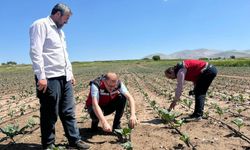 Bor’da Dolu ve Şiddetli Yağış Sonrası Tarım Arazilerinde İnceleme