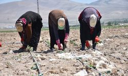 Niğde’de Lahana Ekimleri Başladı