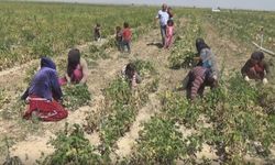 Niğde, Türkiye’nin Kuru Fasulye Başkenti Oldu