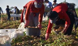 Patatesin Başkenti Niğde’de Hasat Başladı