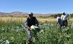 Ulukışla'da Turfanda Lahana Hasadı Başladı