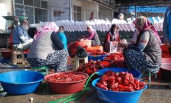 Niğde’de organik salça sezonu başladı