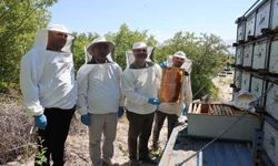 Üniversitede 200’ün Üzerinde Kovandan 3 Ton Bal Hasadı