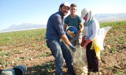Patates Fiyatları Üreticinin Yüzünü Güldürüyor