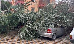 Yağış Sonrası Ağaç Otomobilin Üzerine Devrildi