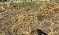 Niğde’de Nohut Hasadı Başladı