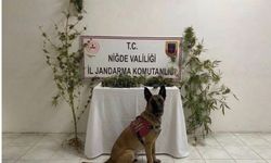 Ulukışla’da Zararlı Madde Operasyonu