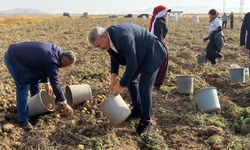 Milletvekili Uzkurt Patates Hasadı Yaptı