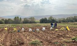 Patates Araştırma Enstitüsünün Deneme Hasatları Kayseri’de Yapıldı