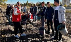 Gençler Gönüllü Hasat Etkinliklerinde Buluştu