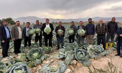 Gürer” Lahana da çiftçisinin yüzünü güldürmedi “
