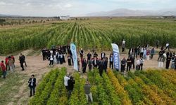 NÖHÜ’de Silajlık Soya Fasülyesi Denemeleri