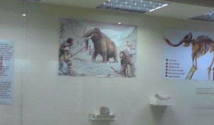 Zengen Köyünde 2,5 milyon yıl öncesine ait mamut fosili bulundu