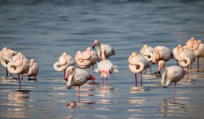 Flamingolar Akkaya Barajı’nda
