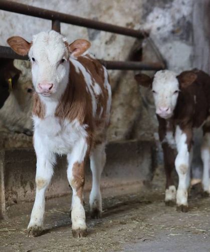 Bor Tarım Müdürlüğü’nden Besilik Hayvan İthalat Duyurusu