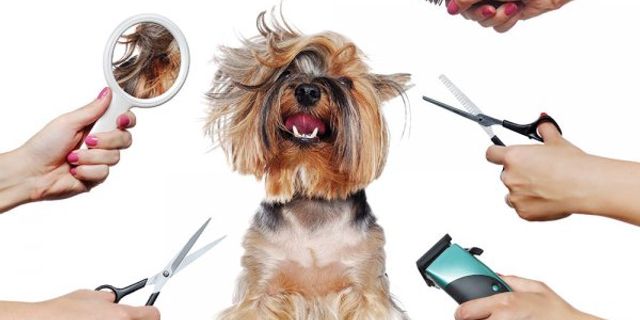 Toptan Köpek Maması Sartışı