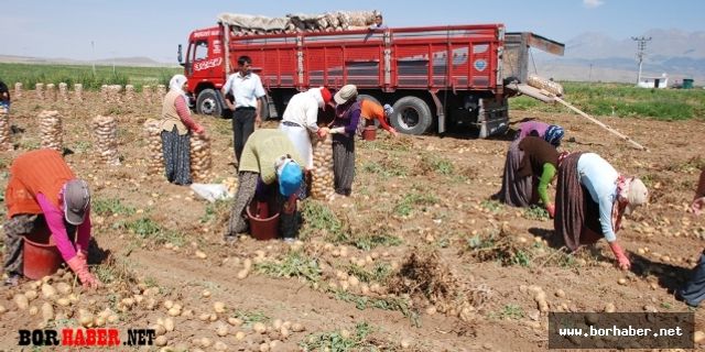 Patates ve soğan ihracatında ön izin şartı kalktı
