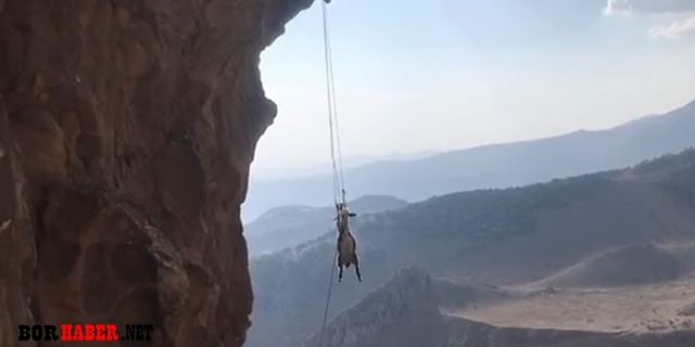 Kayalıklarda Mahsur Kalan Keçi AFAD Tarafından Kurtarıldı