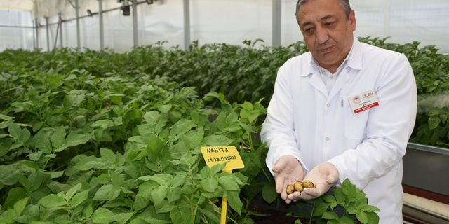 Yerli ve Milli Çeşitler Topraksız Ortamda Üretiliyor