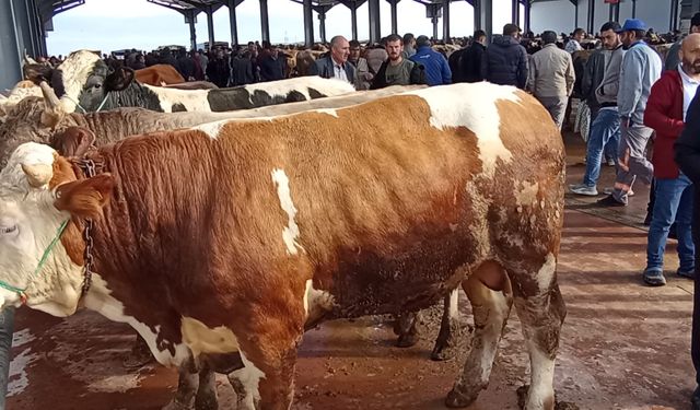Bayrama az kaldı, Kurbanlıklar pazara indi