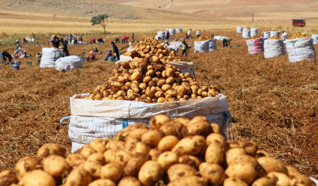 Eylül’de fiyatı en çok düşen ürün patates oldu