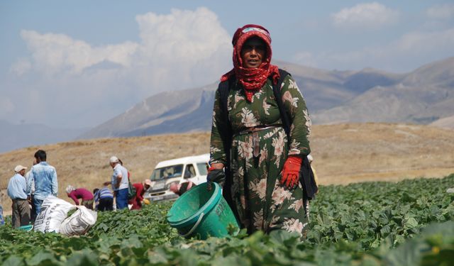 Mevsimlik işçilerin Evlerin kilometrelerce Uzakta ekmek mücadelesi