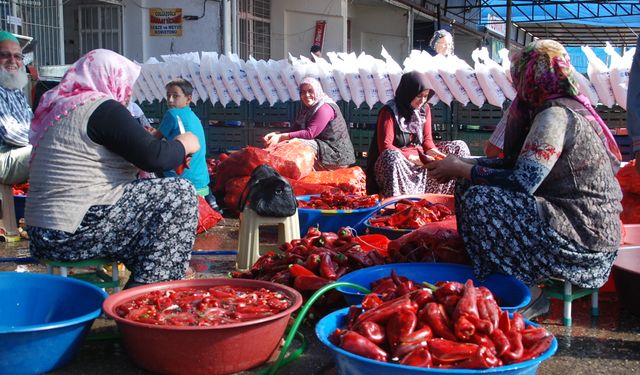 Niğde’de organik salça sezonu başladı