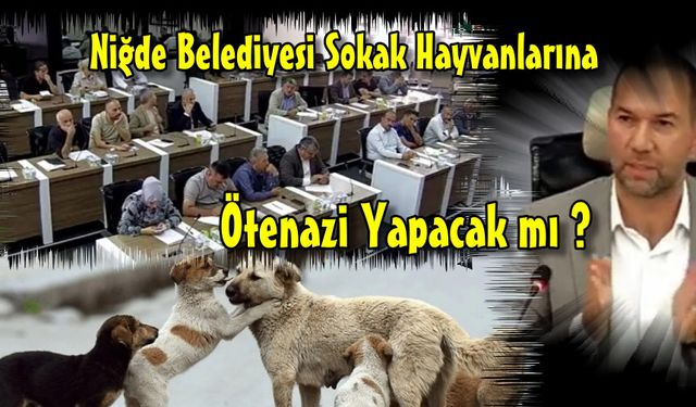 Sokak Hayvanları Kanunu Çıktı, Niğde Belediyesi Ne Yapacak?