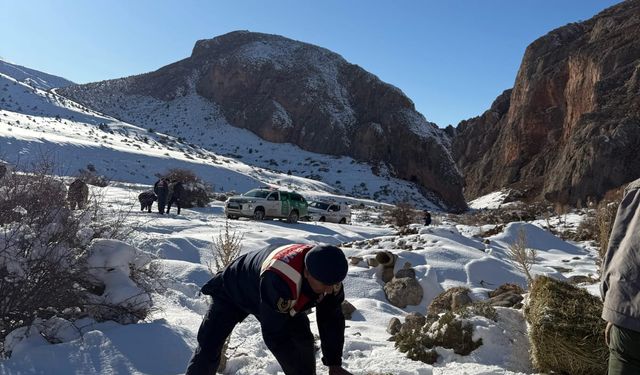 Niğde’de Yaban Hayatına Destek: Dağ Keçileri İçin Besleme Çalışması Yapıldı