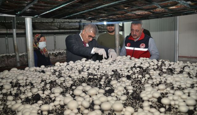 Vali Çelik, Bor İlçesinde Kültür Mantarı Üretim Tesisini Ziyaret Etti
