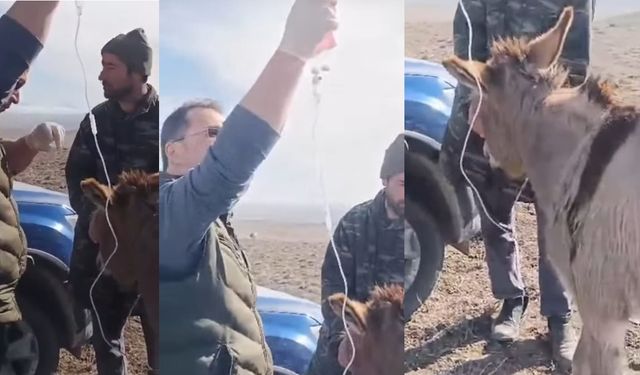 Yaylada Hastalanan Eşeğe Veteriner Müdahalesi