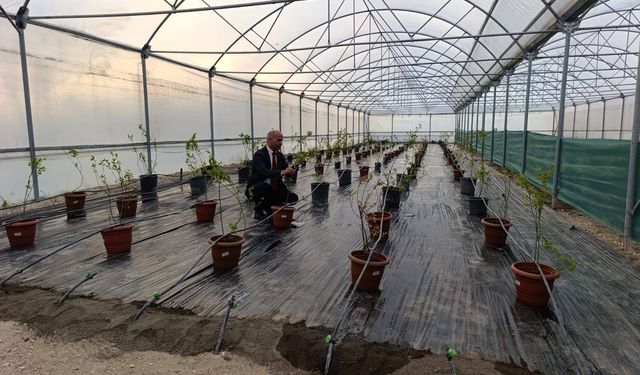 Niğde’de Yaban Mersini Üretimi Başladı