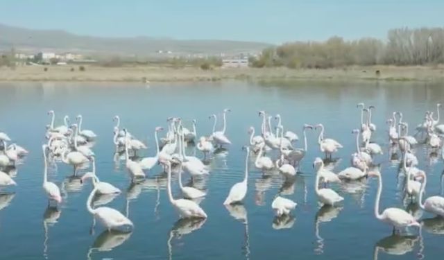 Akkaya Barajı Bu Yıl da Zarafetin Simgesi Flamingolara Ev Sahipliği Yapıyor
