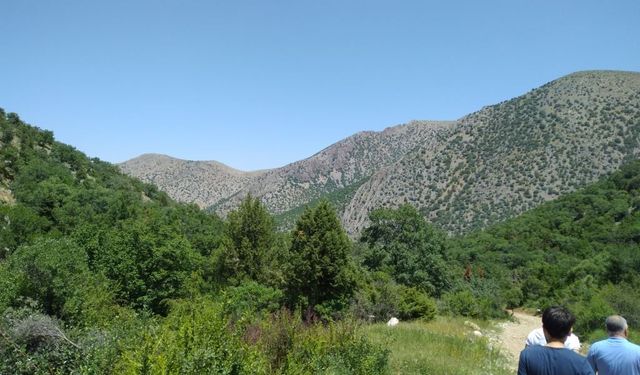 Niğde’de 1 Ağustos – 31 Ekim Arasında Ormanlara Giriş Yasaklandı