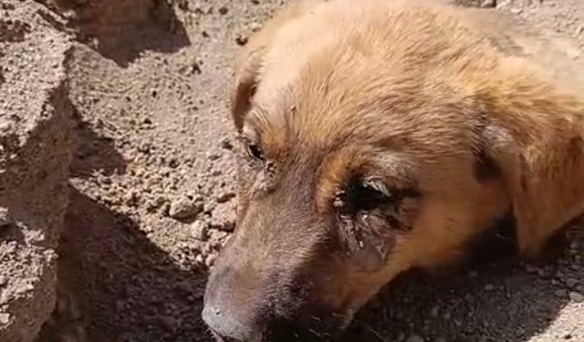 Niğde’de Toprak Altında Kalan Köpeği Telekom Ekipleri Kurtardı