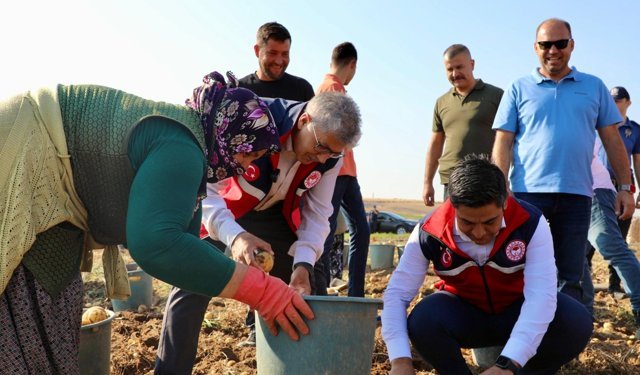 Altunhisar'da  Turfanda Patates Hasadı Yapıldı