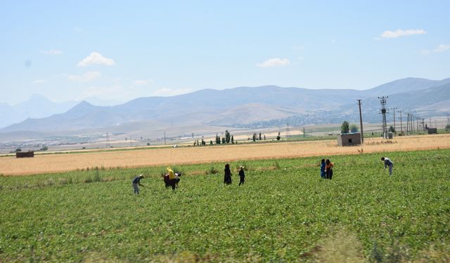 Niğde’de Mevsimlik Tarım İşçilerinin sıcak hava altında Zorlu Mesaisi