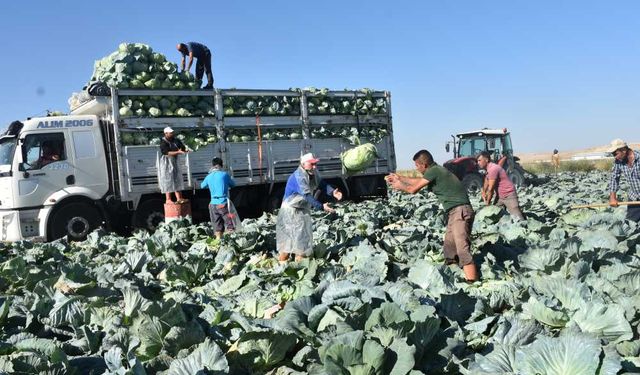 Ulukışla’da Turfanda Lahana Hasadı Başladı