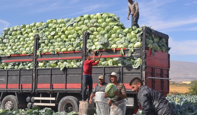 Niğde Beyaz Lahana Üretiminde Türkiye İkinci Sırada