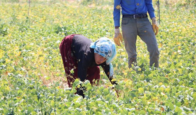 Niğde’de Tarım İşçilerine Yeni Ücret Tarifesi Belirlendi