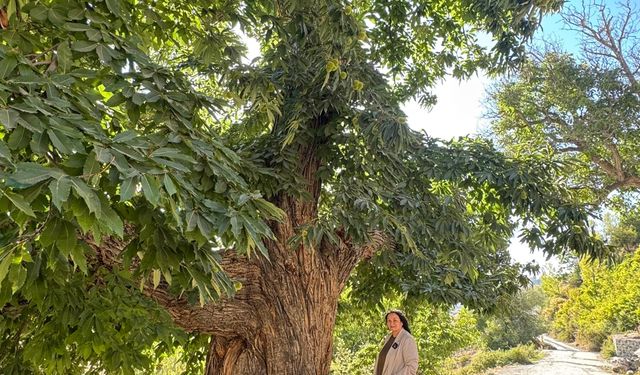 Bor’daki 500 Yıllık Kestane Ağacı Görenleri Büyülüyor