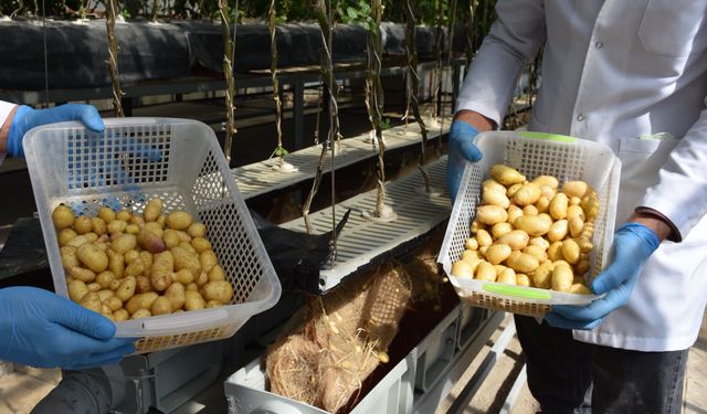 Patates Enstitüsü'nde Topraksız sistemlerle 12 ay boyunca patates üretiliyor