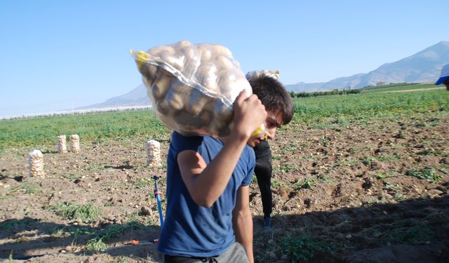 Niğde’de Kışlık Patates Hasadı Başladı