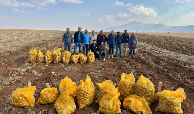 Yerli Patates Çeşitleri Kazımkarabekir’de Hasat Edildi