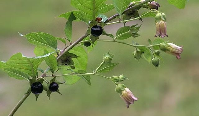 Niğde’de Aynı Aileden 11 Kişi “Güzel Avrat Otu” Yiyerek Zehirlendi